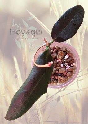 Hoya oreostemma NS12-318 (pink-white)