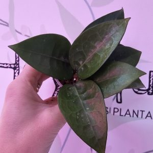 Hoya verticillata 'Black Margin'