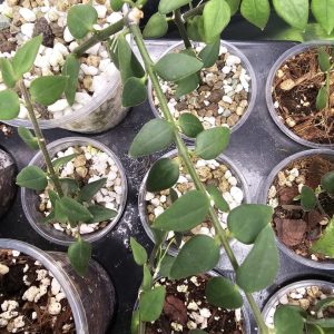Hoya longicalyx