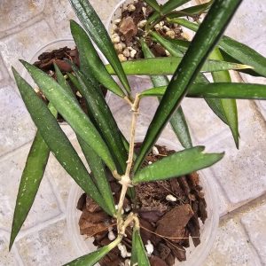 Hoya Tanggamus 'Small leaf'