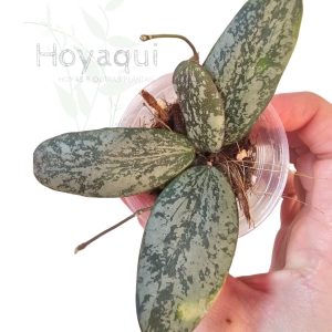 Hoya sigillatis 'Silver'