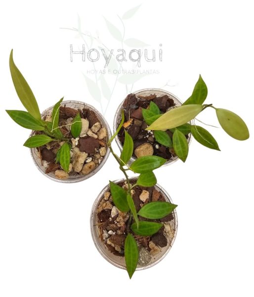 Hoya sp. NS12-323 Microdwarf