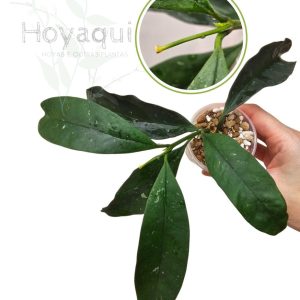 Hoya occultata (yellow)