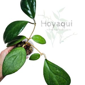 Hoya 'Puom Siam Ruby'