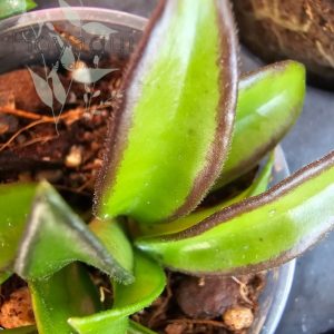 Hoya sp. Zambales PG04