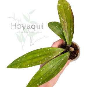 Hoya sp. Bengkulu (Rindu Rafflesia)