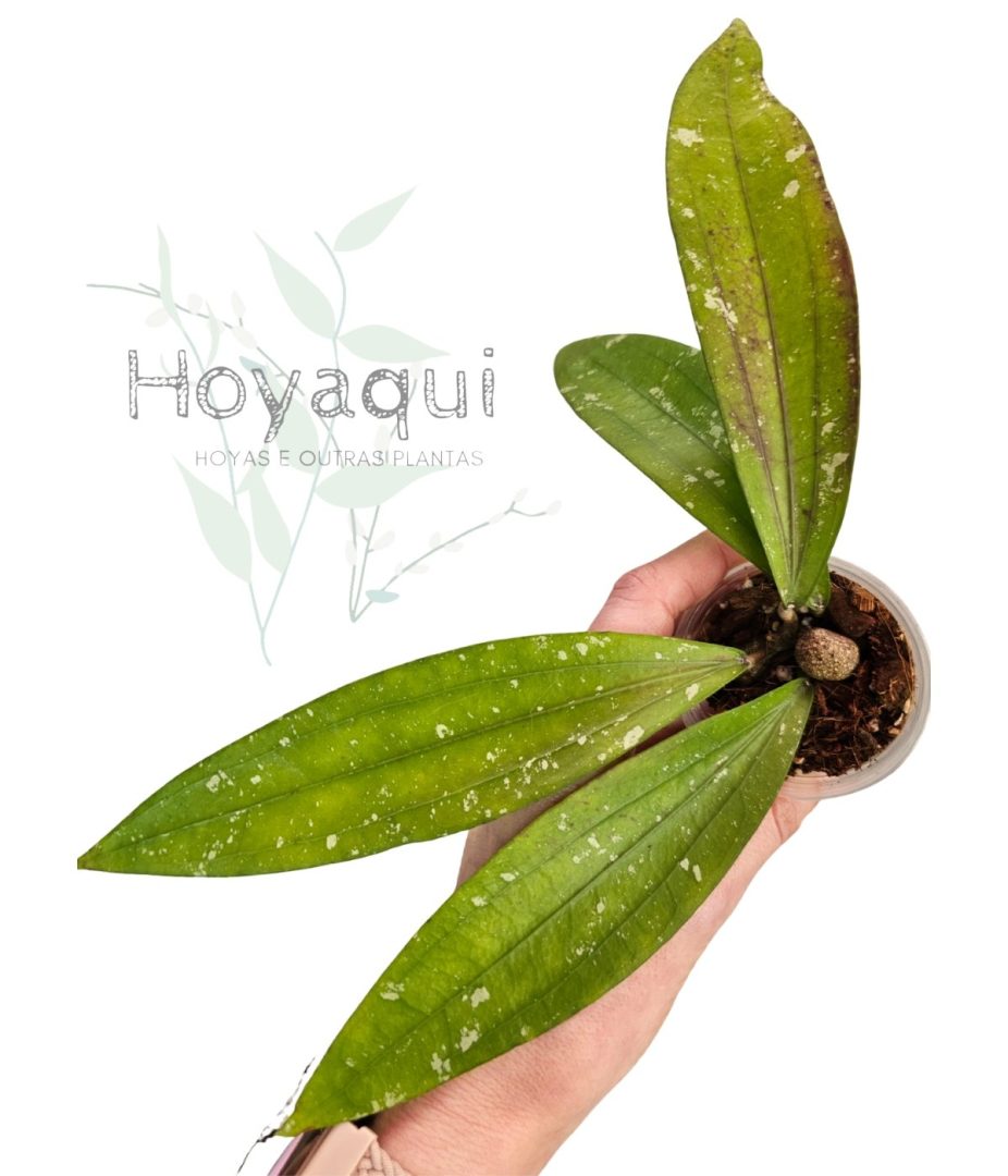 Hoya sp. Bengkulu (Rindu Rafflesia)