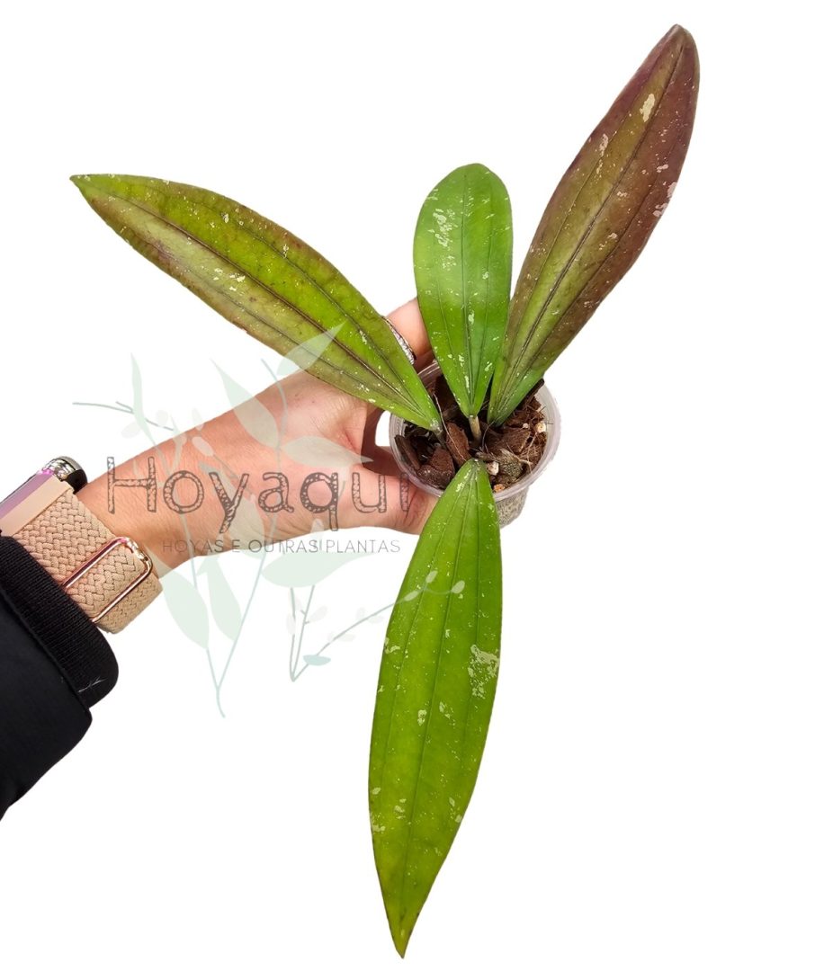Hoya sp. Bengkulu (Rindu Rafflesia)