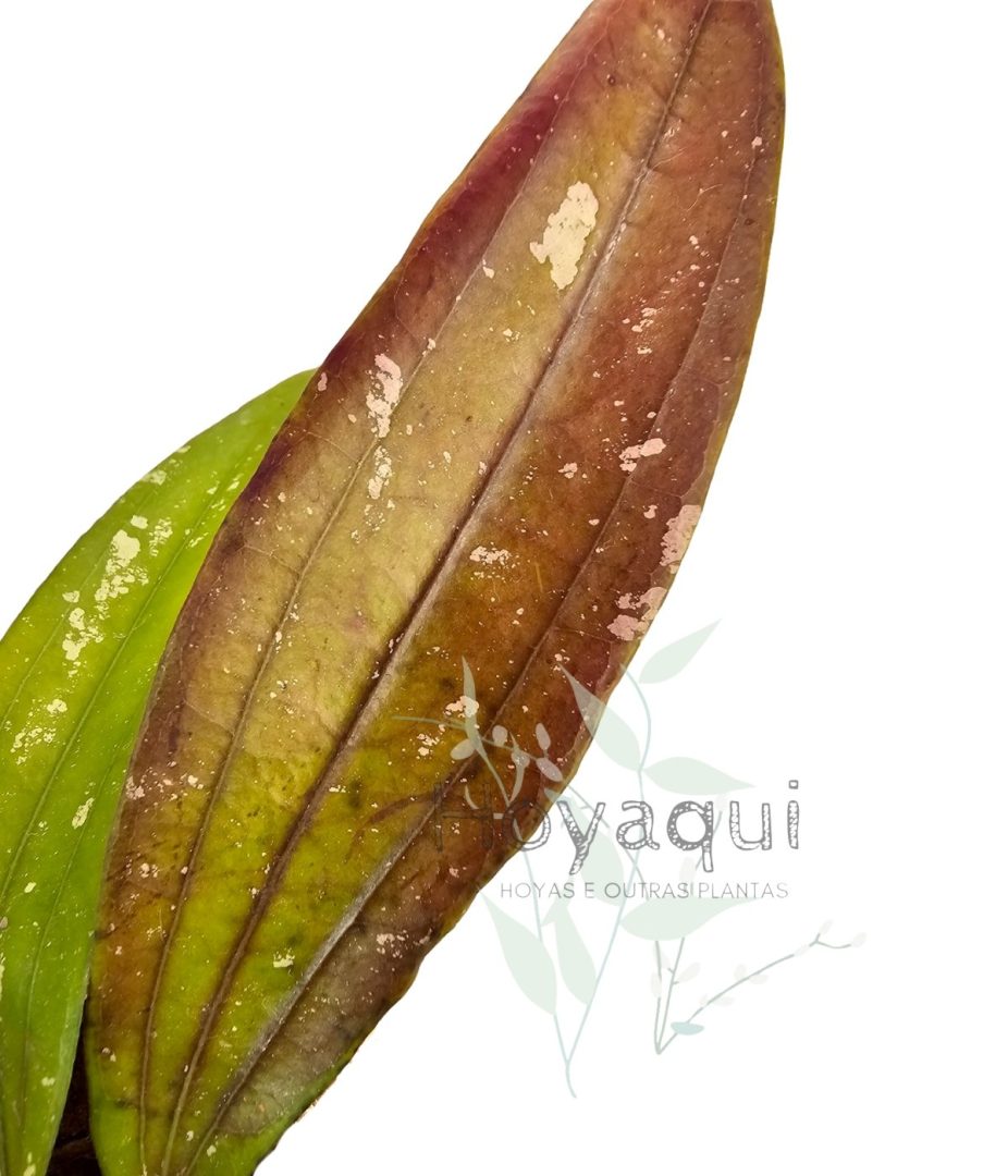 Hoya sp. Bengkulu (Rindu Rafflesia)
