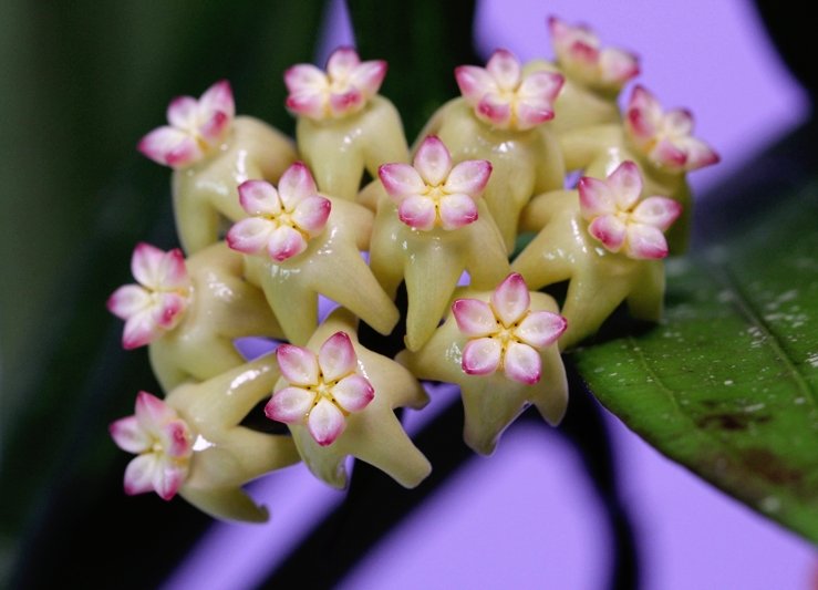 Hoya sp. Bengkulu (Rindu Rafflesia)