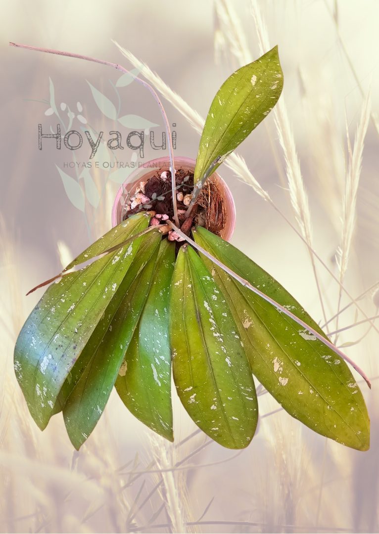 Hoya sp. Bengkulu (Rindu Rafflesia) Hoya sp. Bengkulu (Rindu Rafflesia)