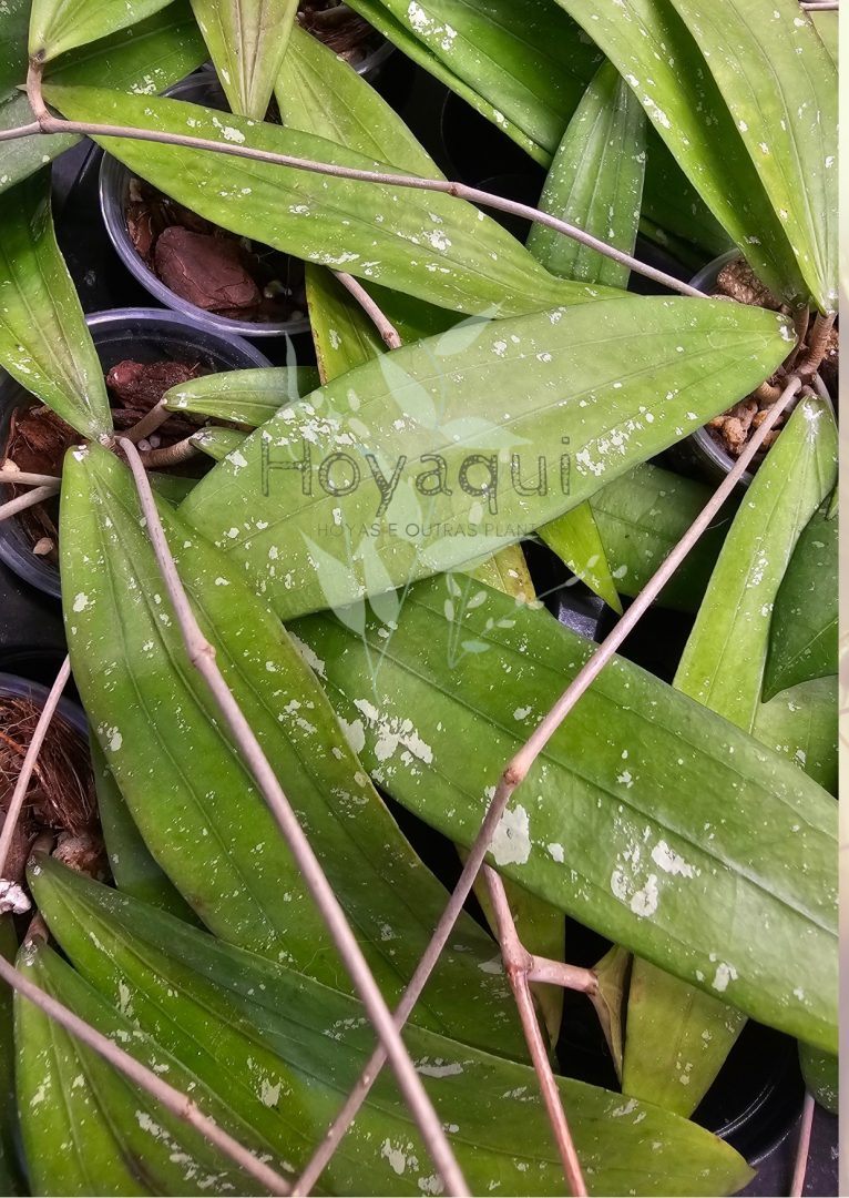 Hoya sp. Bengkulu (Rindu Rafflesia) Hoya sp. Bengkulu (Rindu Rafflesia)