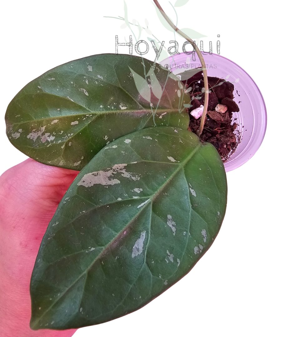 Hoya sp. Lai Chau