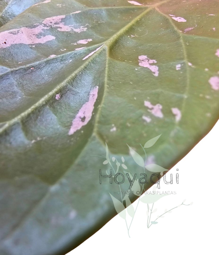 Hoya sp. Lai Chau
