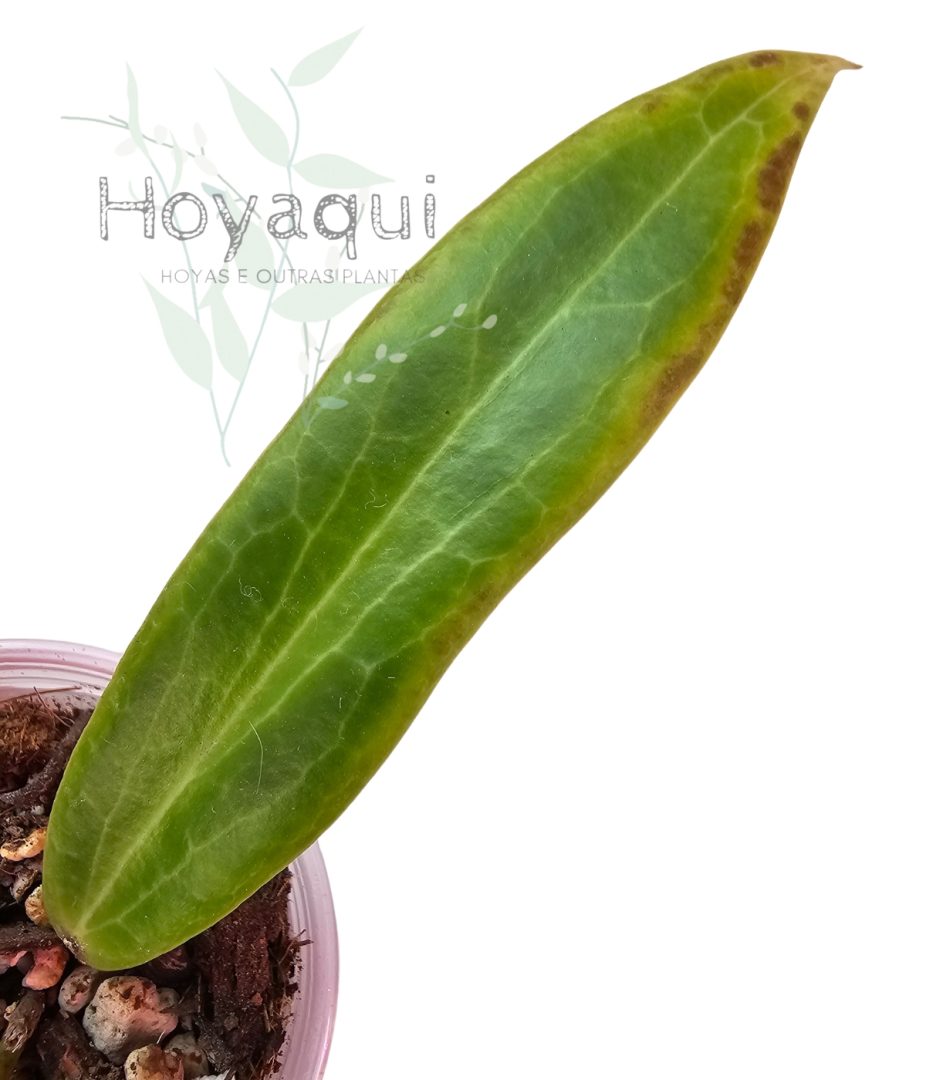 Hoya blashernaezii