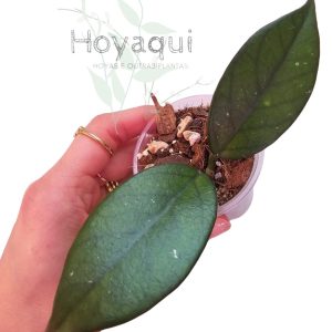 Hoya sp. Vietnam Clone 1