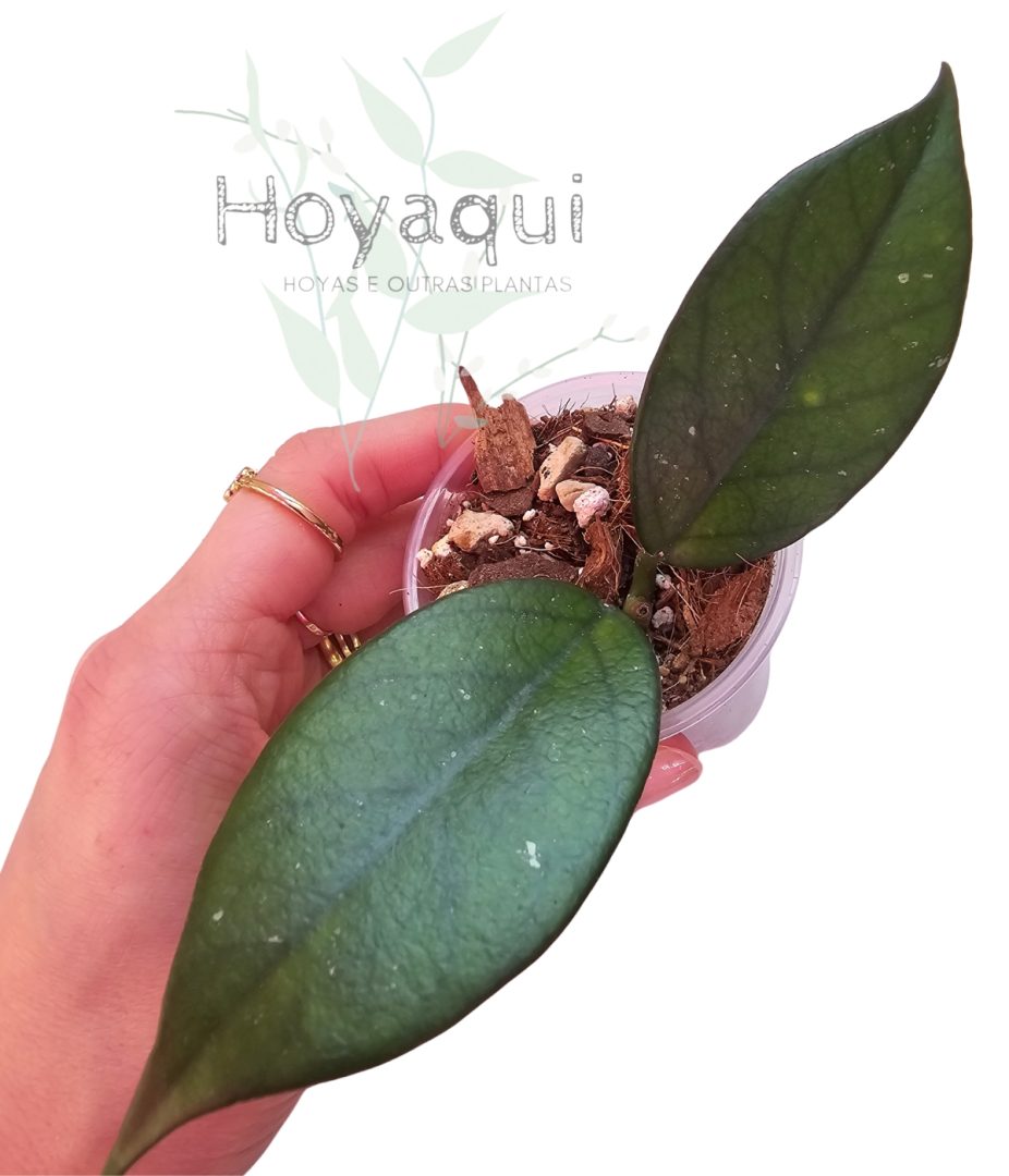 Hoya sp. Vietnam Clone 1