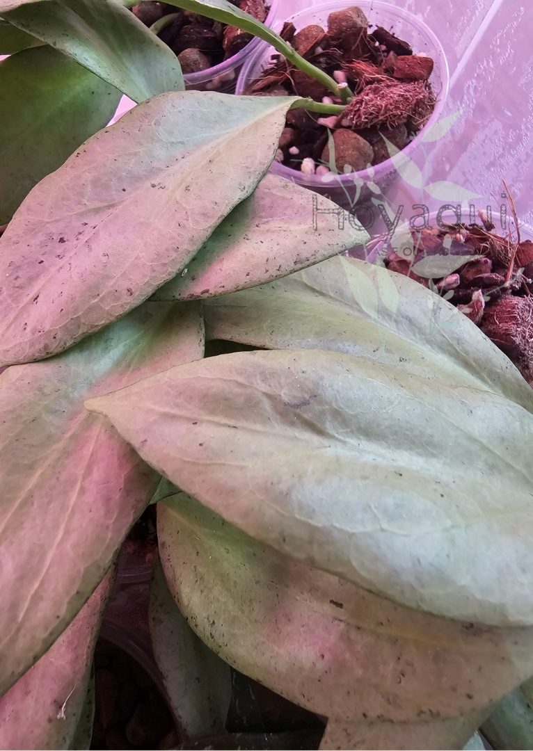 Hoya nicholsoniae ‘New Guinea Ghost’