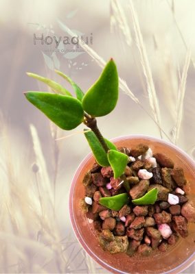 Hoya longicalyx