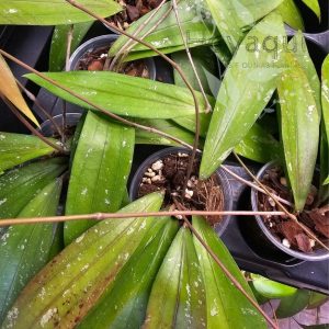 Hoya sp. Bengkulu