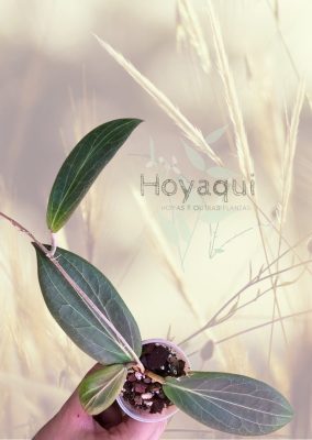 Hoya soligamiana