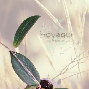 Hoya soligamiana