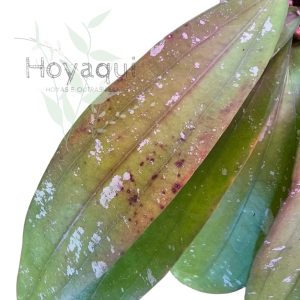 Hoya sp. Bengkulu