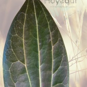 Hoya soligamiana