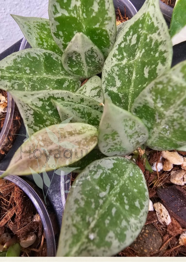 Hoya lacunosa ‘Leopard Skin’