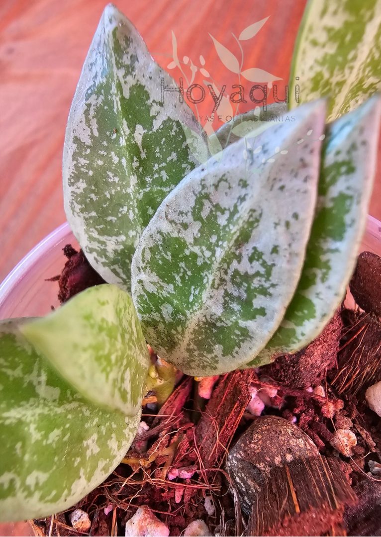 Hoya lacunosa ‘Leopard Skin’