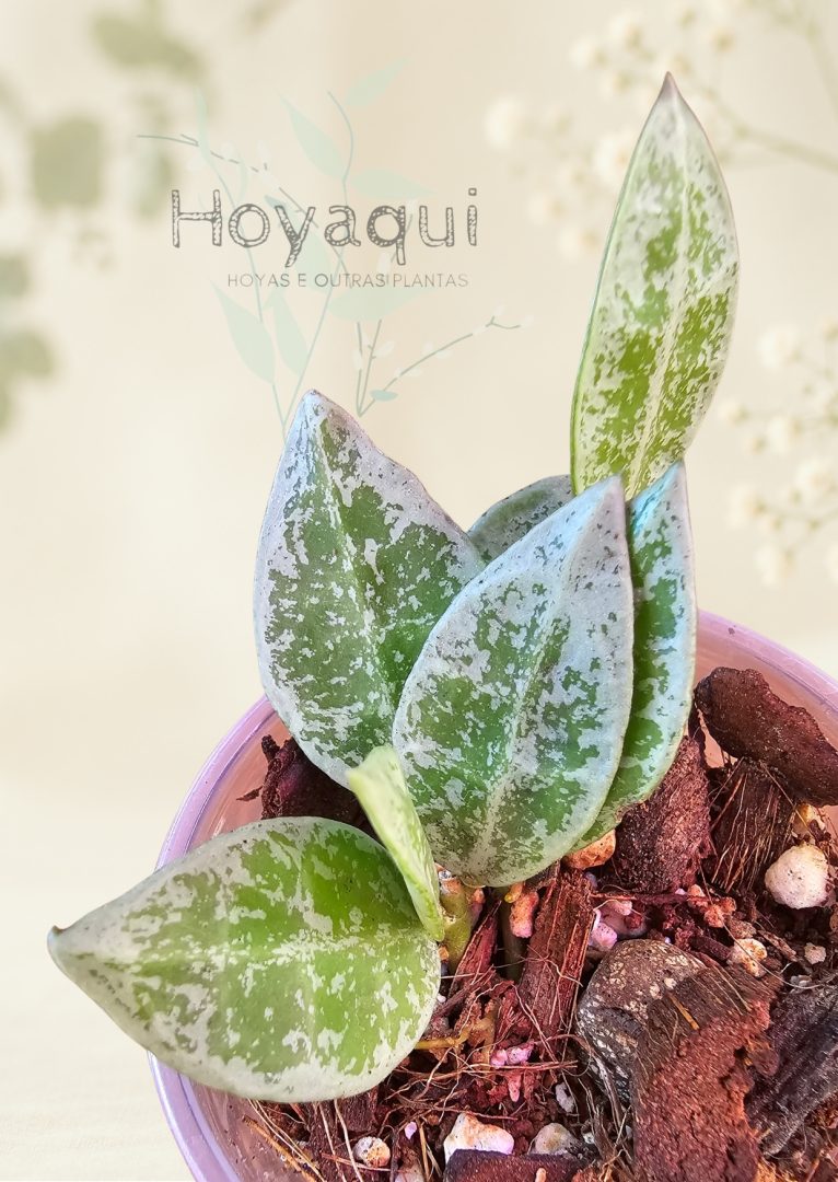 Hoya lacunosa ‘Leopard Skin’