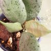 Hoya lacunosa ‘Mint’
