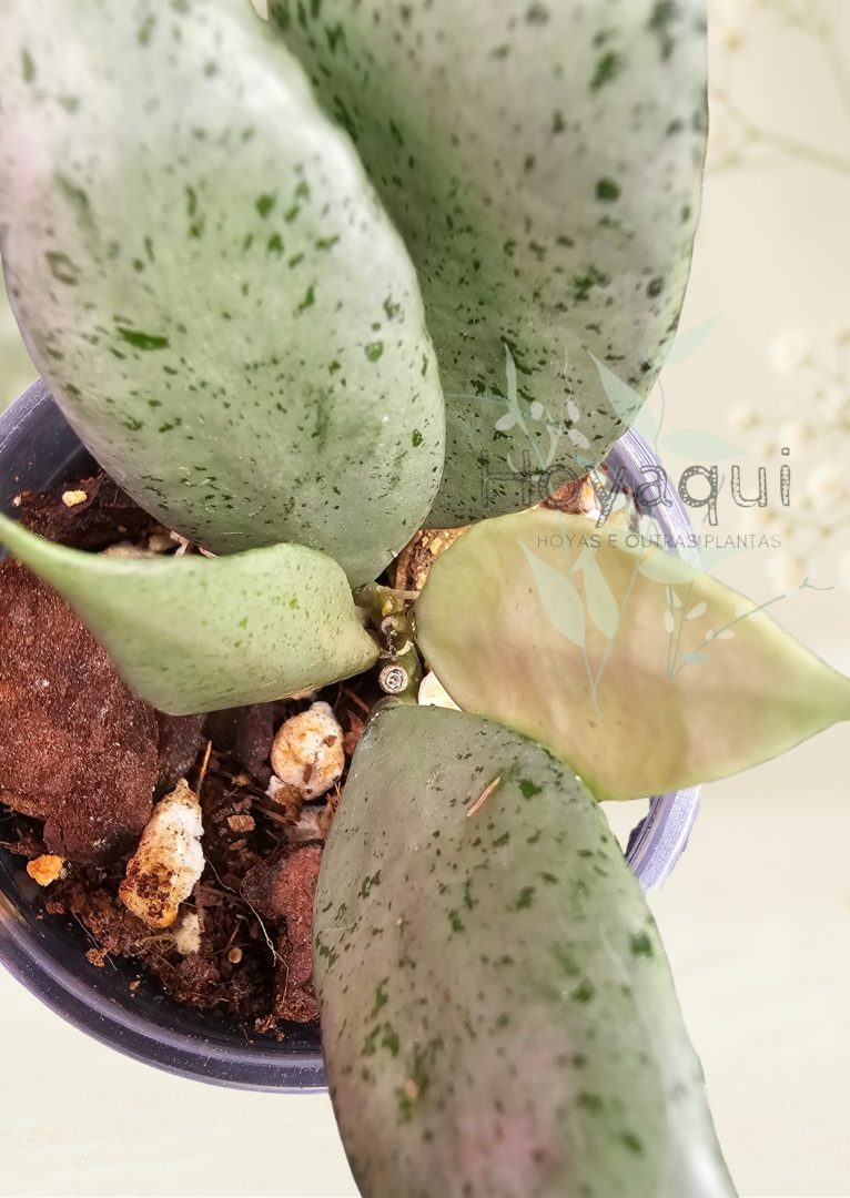 Hoya lacunosa ‘Mint’