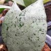 Hoya lacunosa ‘Mint’