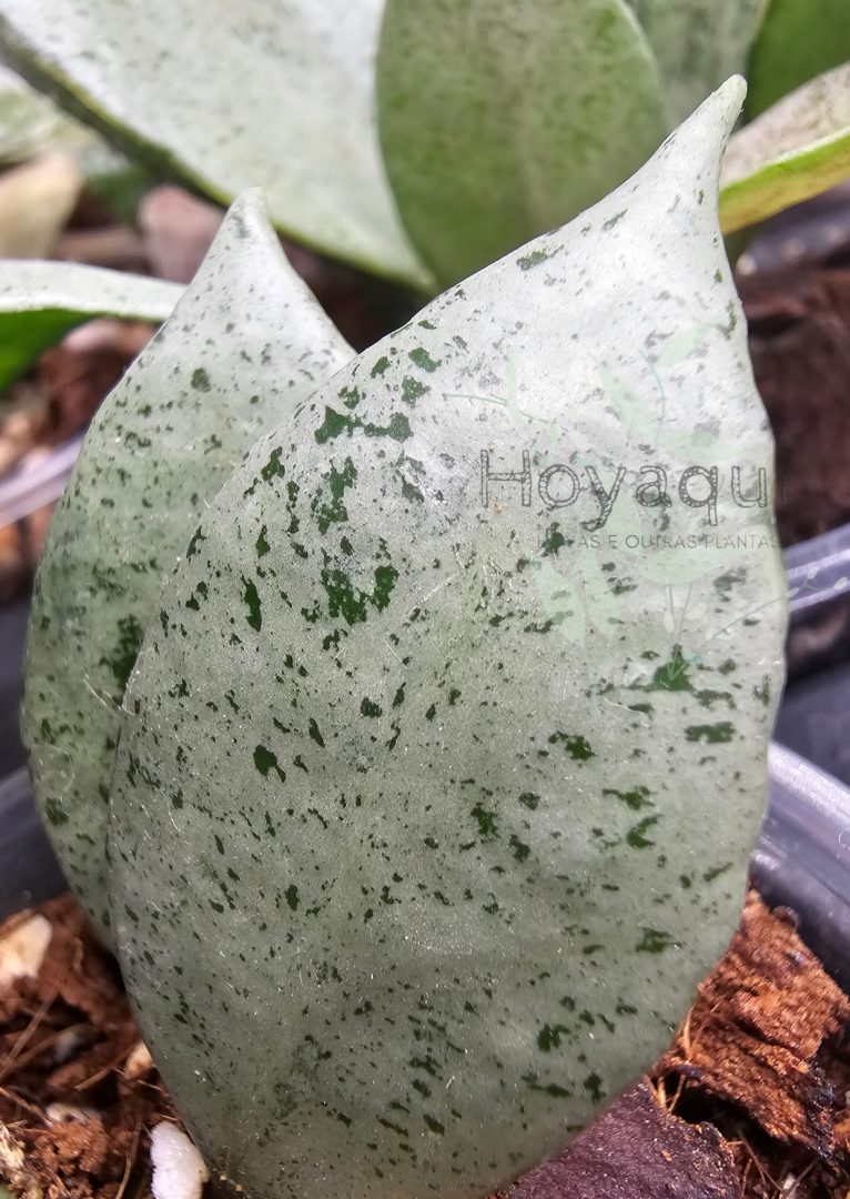 Hoya lacunosa ‘Mint’