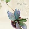 Hoya lacunosa ‘Mint’