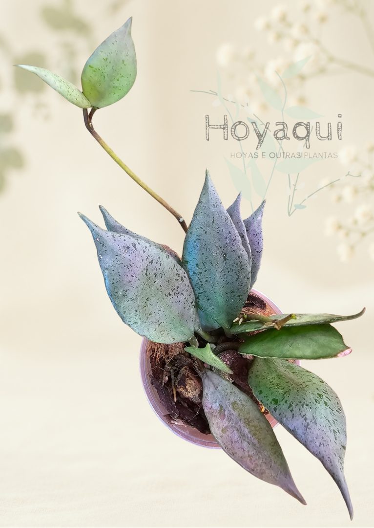 Hoya lacunosa ‘Mint’