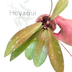 Hoya sp. Bengkulu