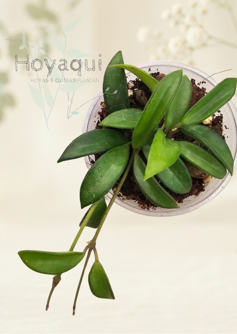 Hoya sp. Zambales PG04 Hoya sp. Zambales PG04