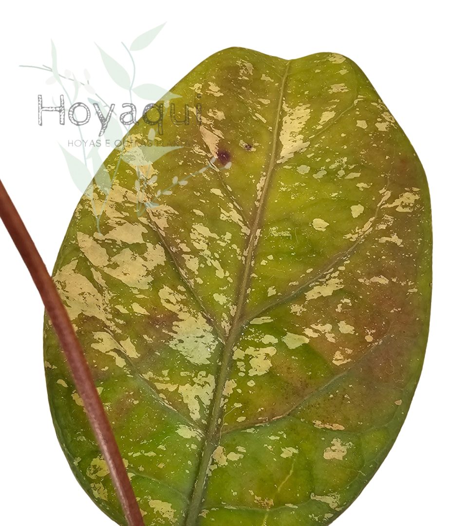 Hoya sp. Aceh splash