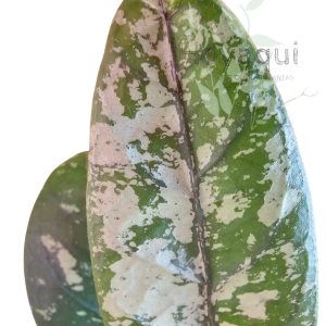 Hoya sp. Aceh (splash)