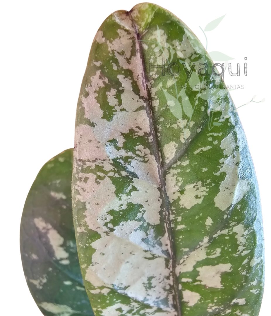 Hoya sp. Aceh (splash) Hoya sp. Aceh (splash)