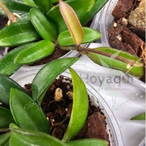 Hoya sp. Zambales PG04