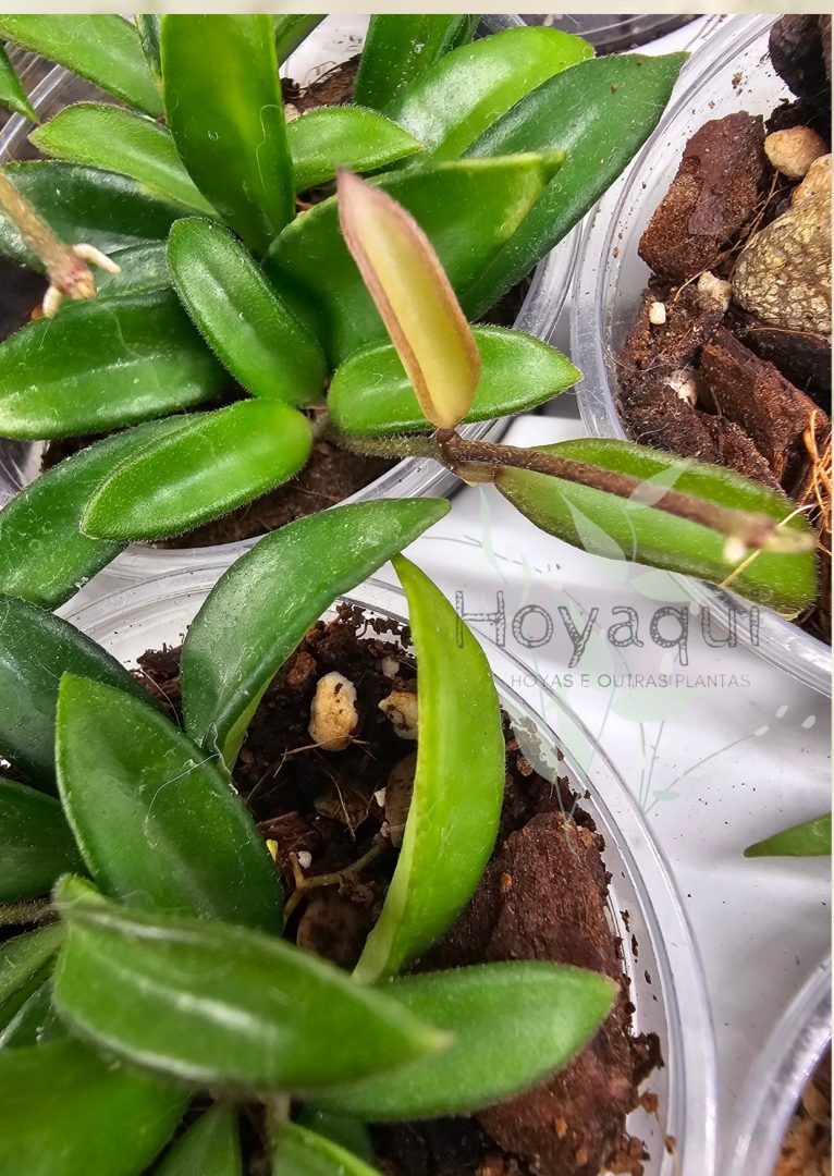 Hoya sp. Zambales PG04 Hoya sp. Zambales PG04