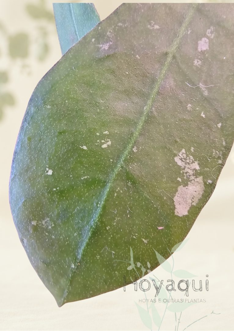 Hoya sp. Aceh Singkil