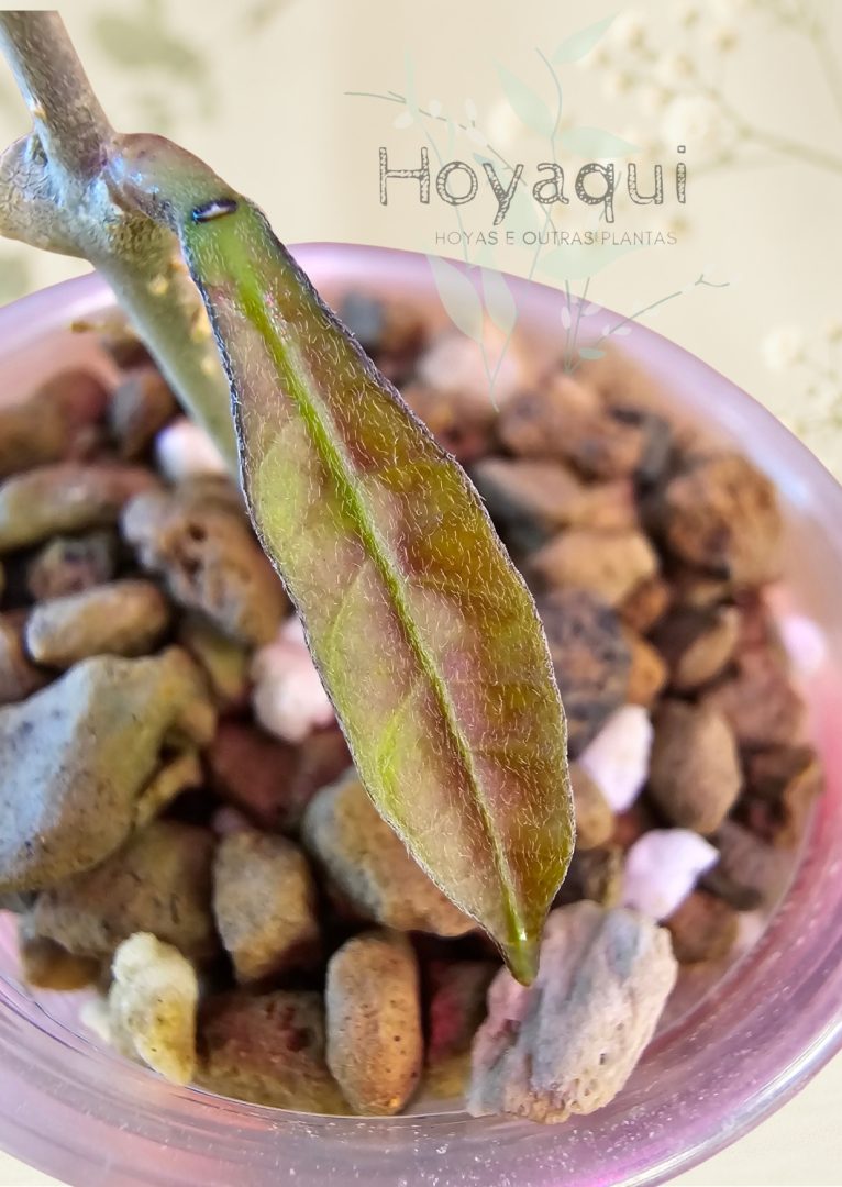Hoya sp. Aceh Singkil