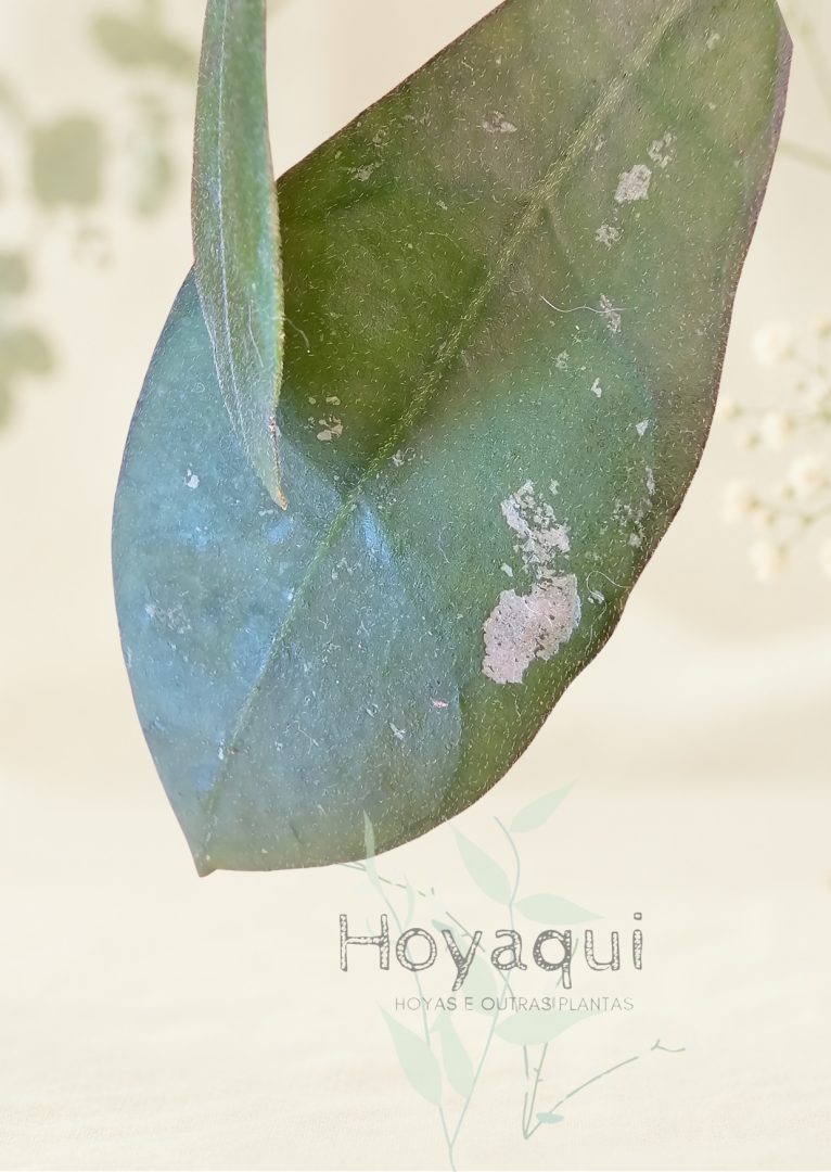 Hoya sp. Aceh Singkil