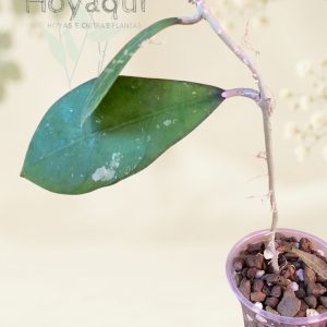 Hoya sp. Aceh Singkil