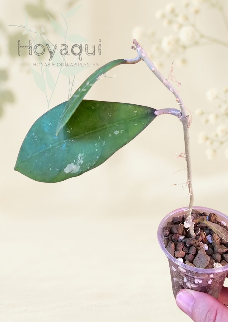 Hoya sp. Aceh Singkil