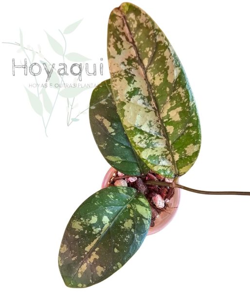 Hoya sp. Aceh (splash)
